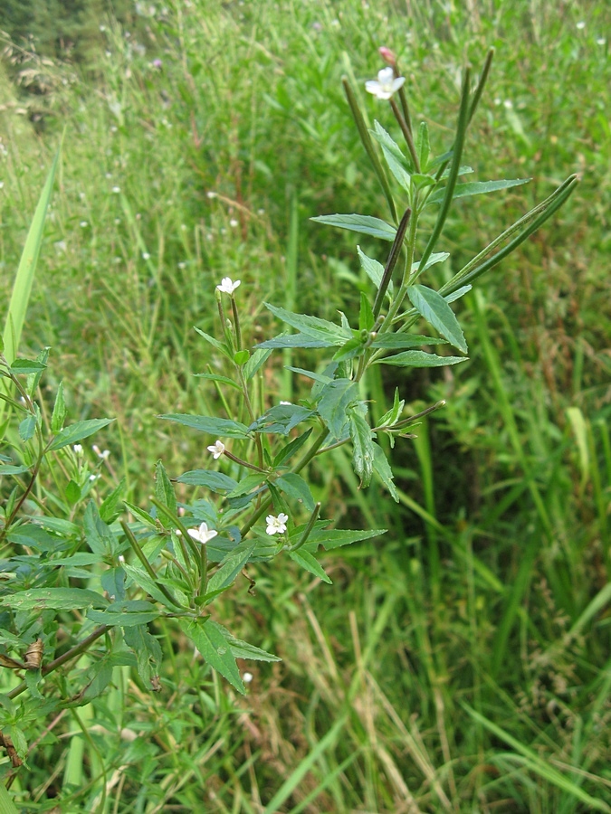 Image of Epilobium pseudorubescens specimen.