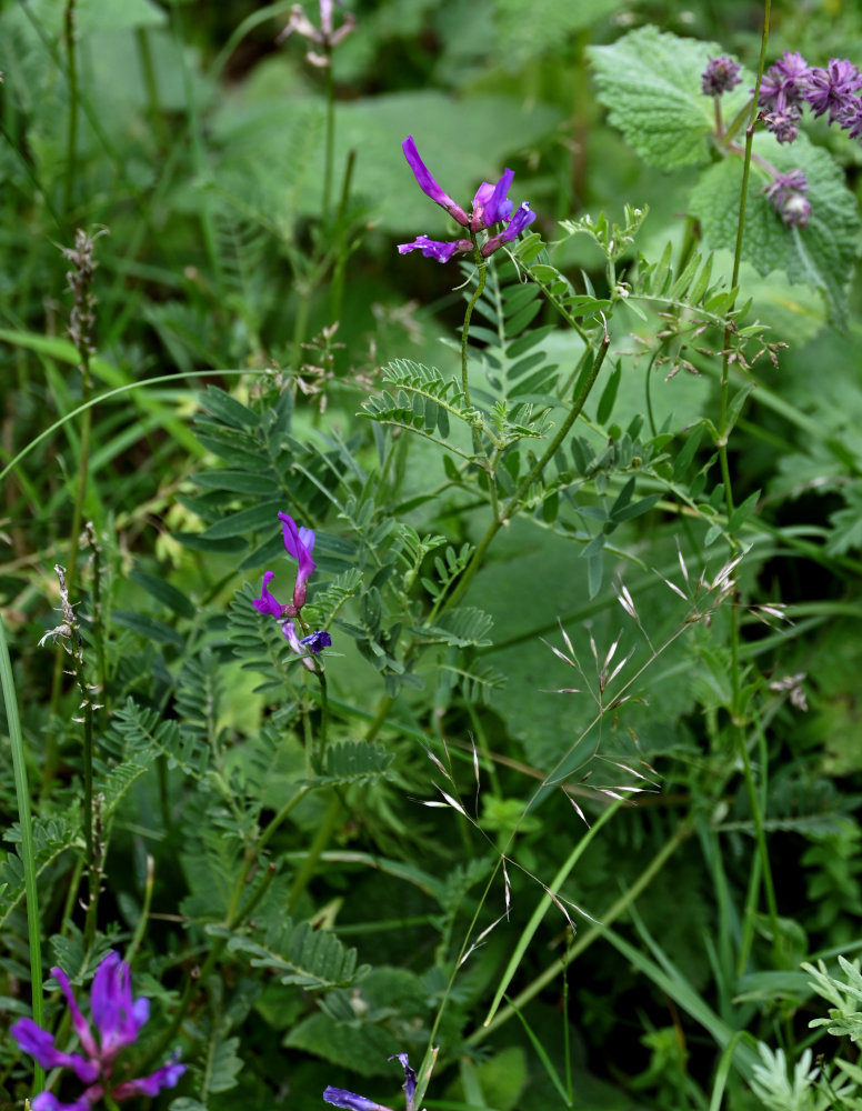 Image of Astragalus onobrychis specimen.