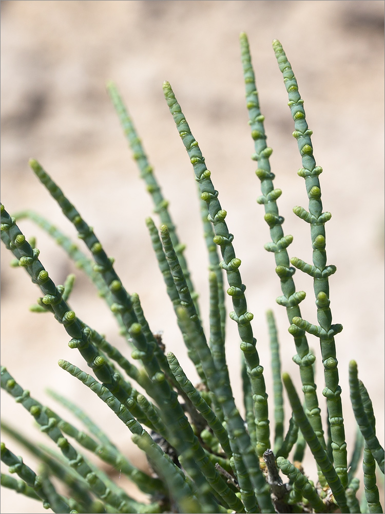 Изображение особи семейство Chenopodiaceae.