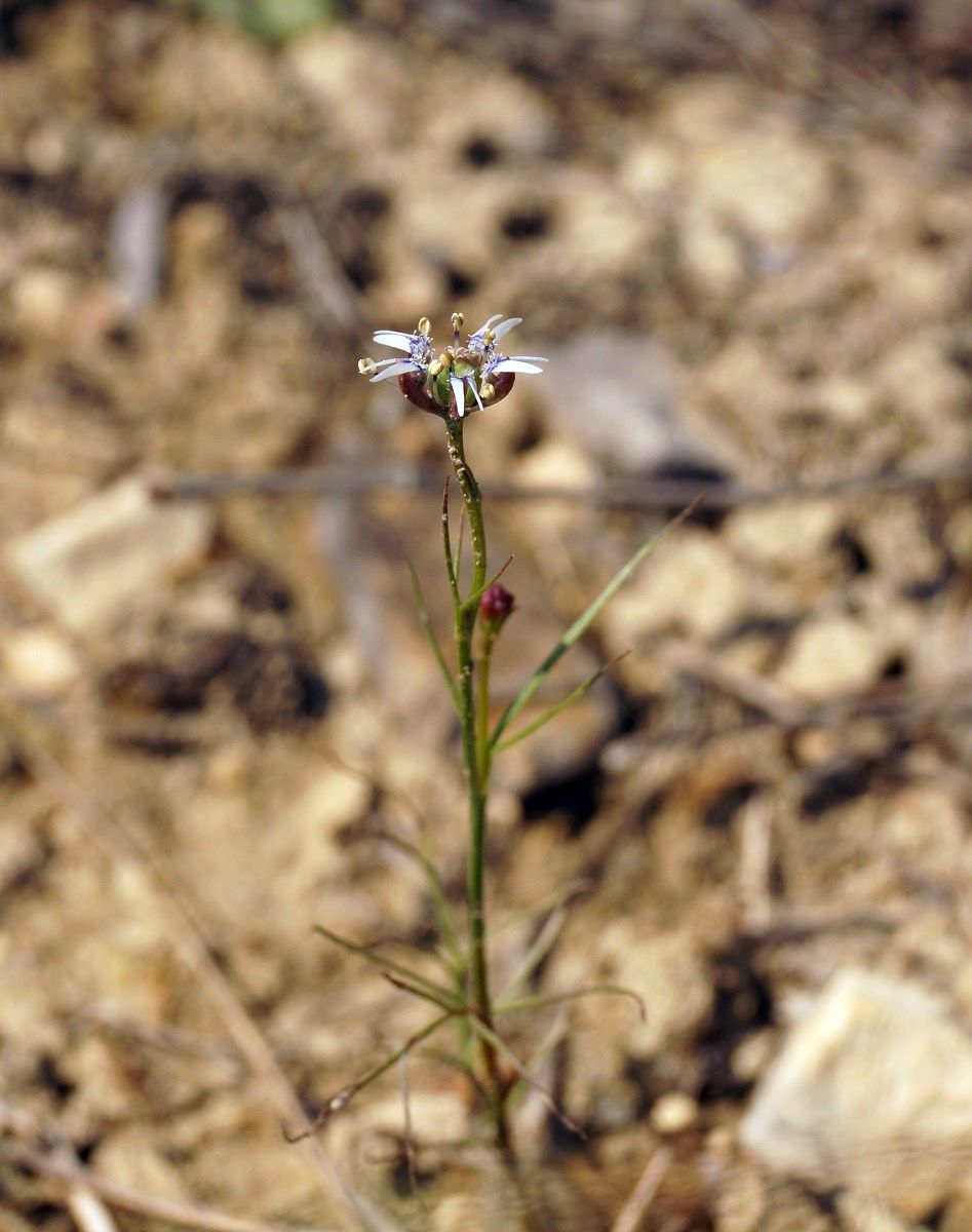 Image of Garidella nigellastrum specimen.