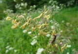 Dactylis glomerata