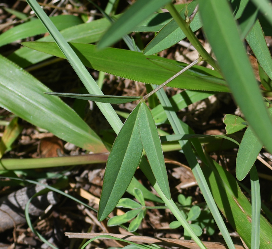 Image of Crotalaria lanceolata specimen.