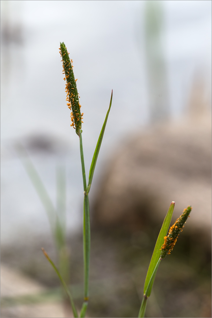 Image of Alopecurus aequalis specimen.