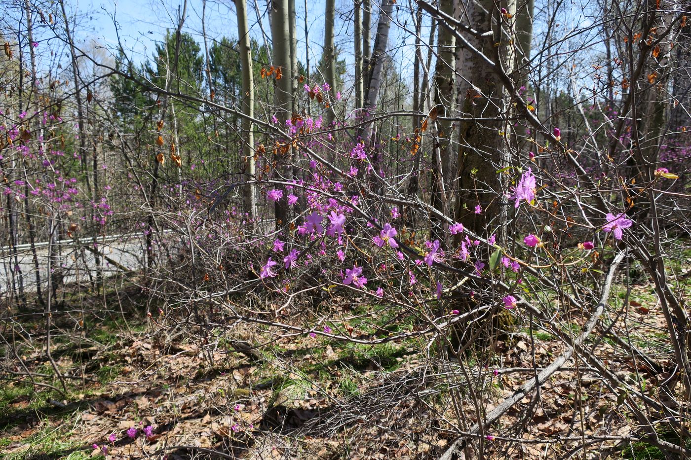 Image of Rhododendron dauricum specimen.