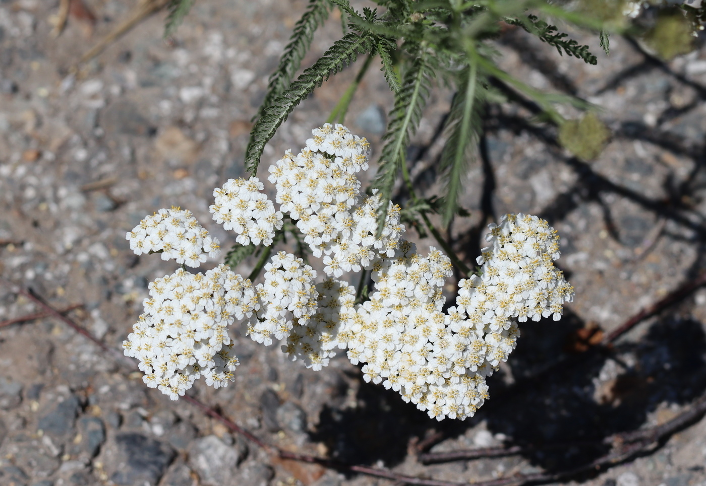 Image of Achillea millefolium specimen.