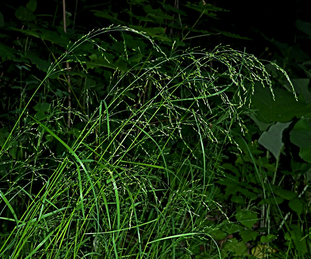 Image of Poa nemoralis specimen.