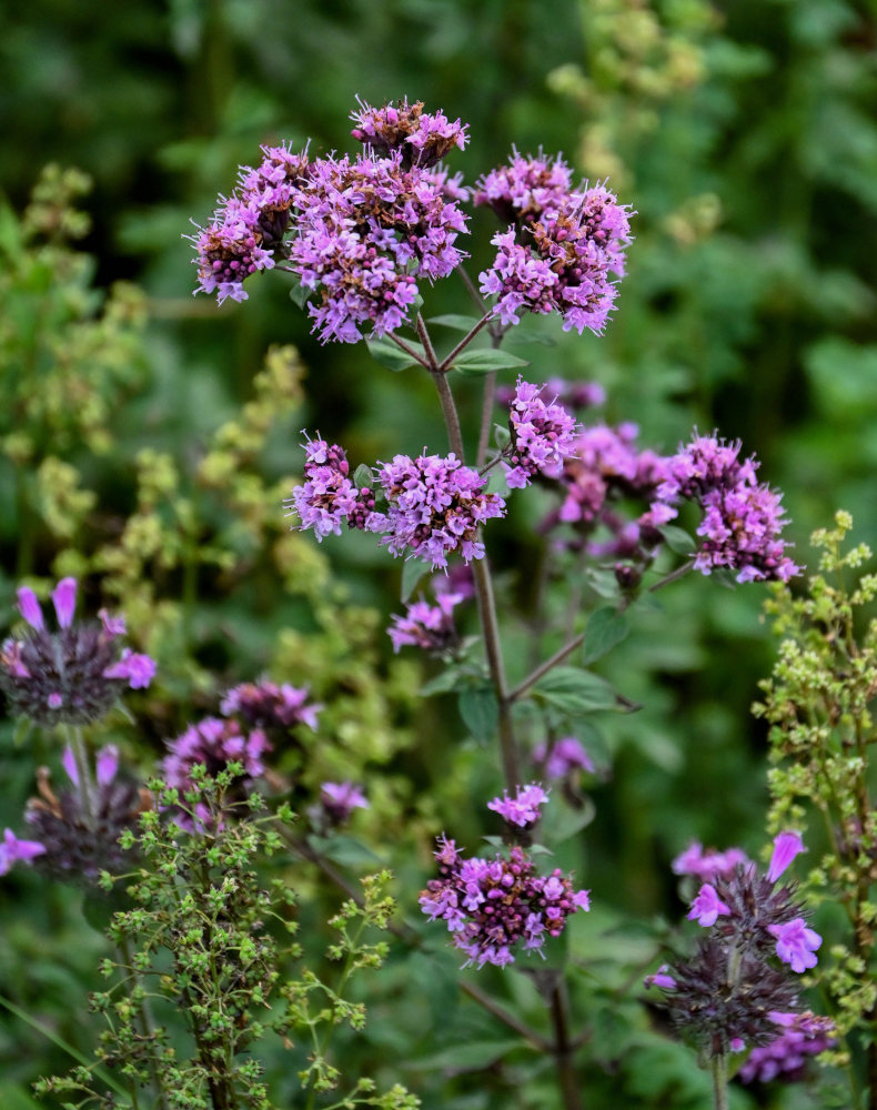 Изображение особи Origanum vulgare.