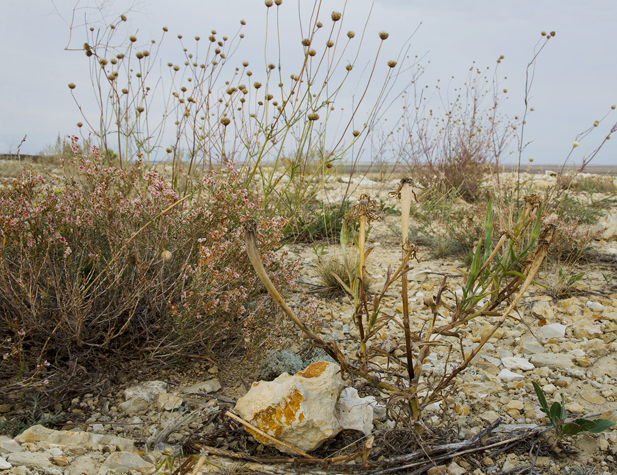 Image of Tragopogon dubius ssp. major specimen.