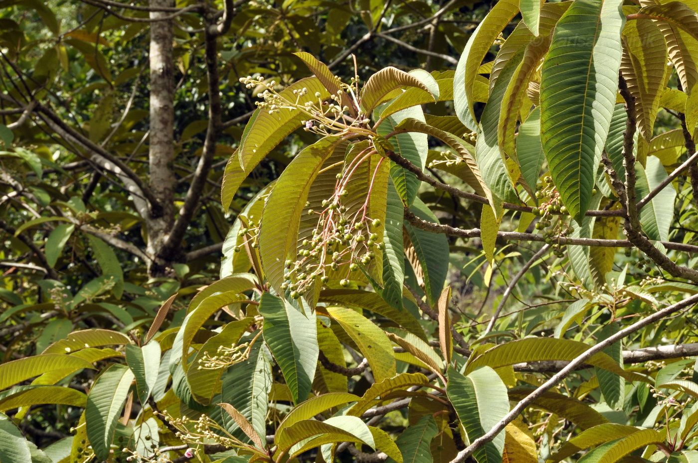 Изображение особи Saurauia napaulensis.