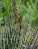 Juncus acutus. Верхушка побега с соцветием. Дагестан, Магарамкентский р-н, окр. с. Приморский, песчаный пляж, берег ручья. 05.05.2022.