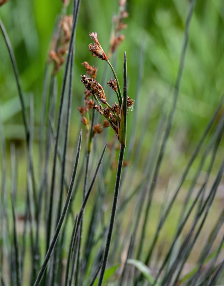 Изображение особи Juncus acutus.