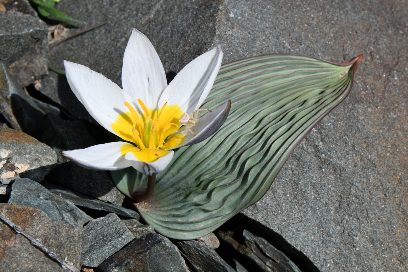 Image of Tulipa regelii specimen.