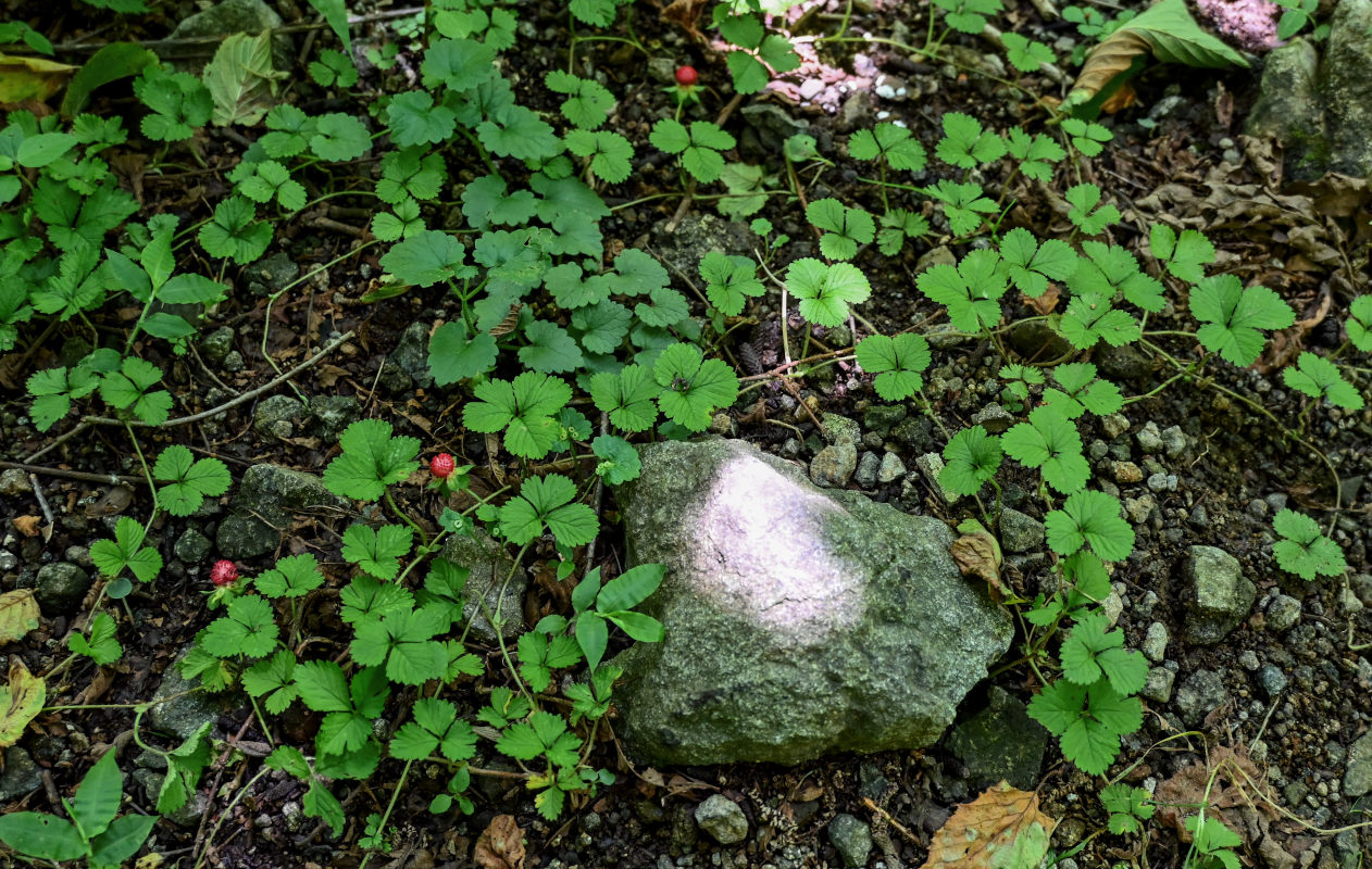 Изображение особи Duchesnea indica.