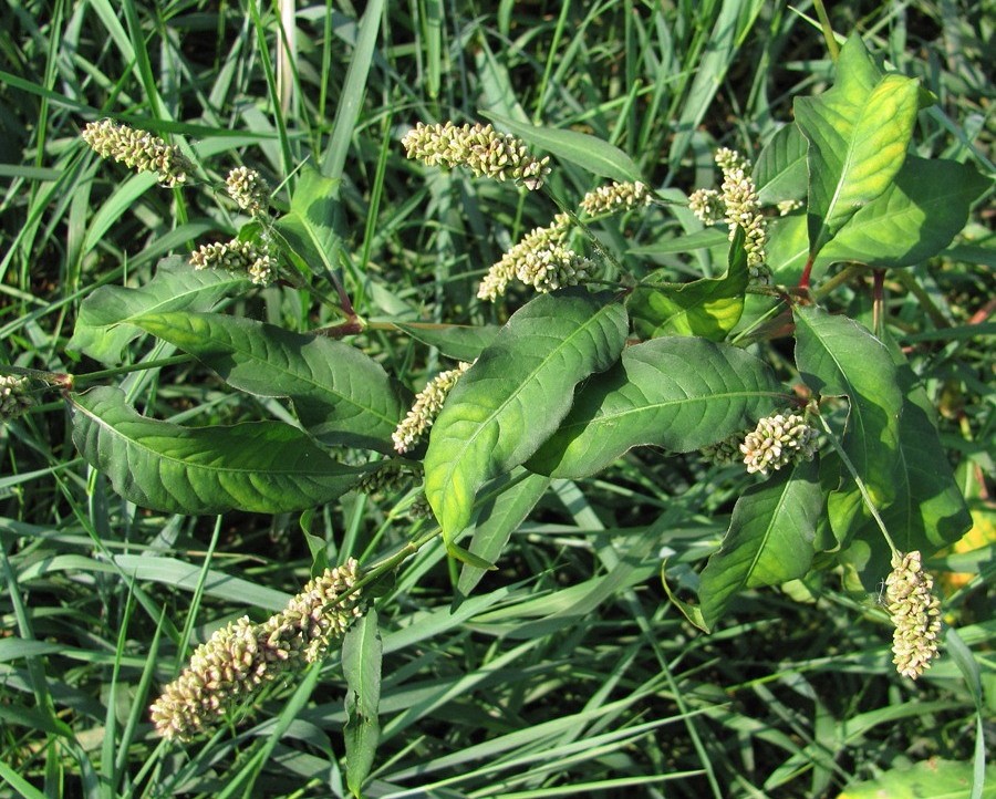 Image of Persicaria scabra specimen.