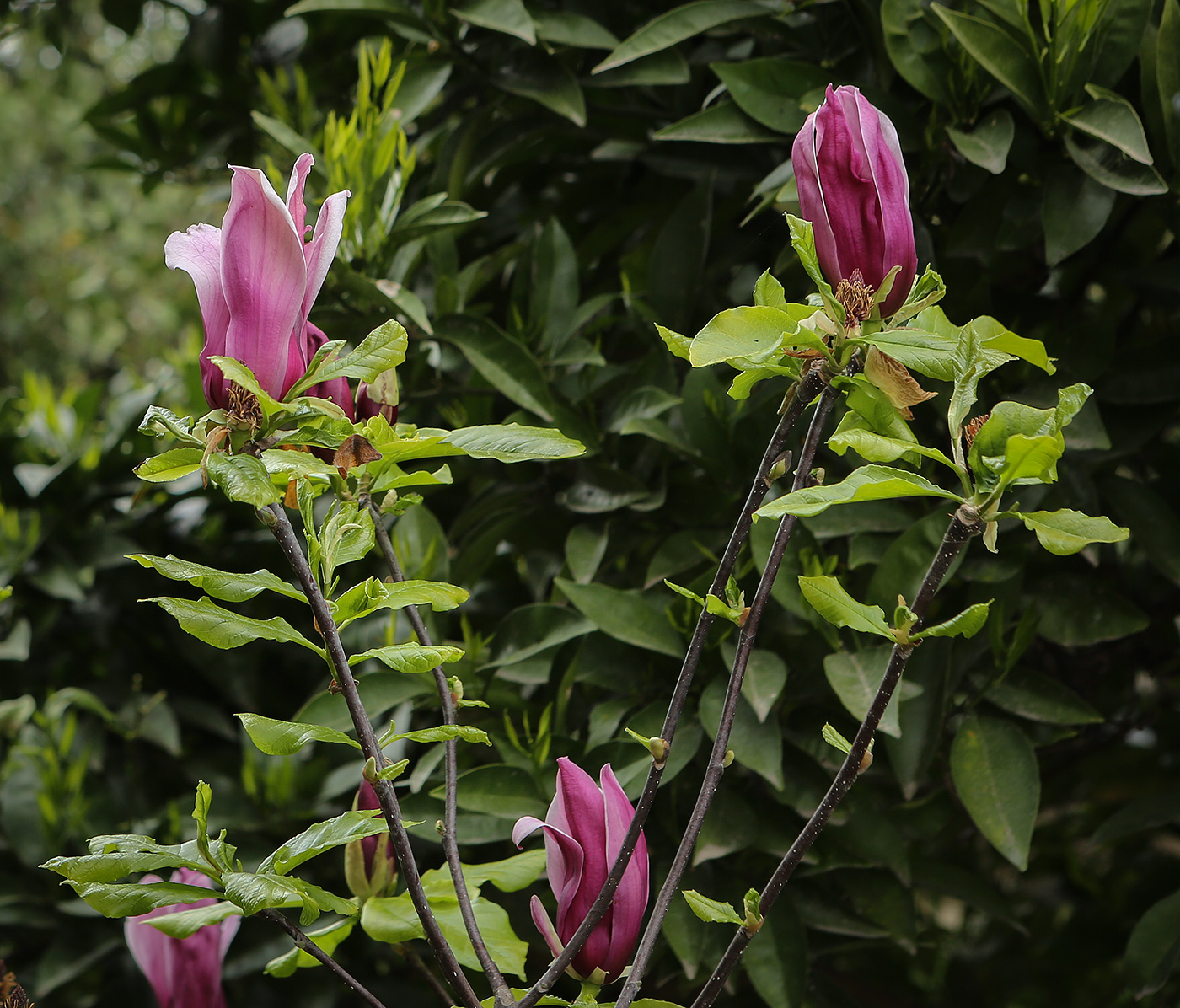 Изображение особи Magnolia liliiflora.