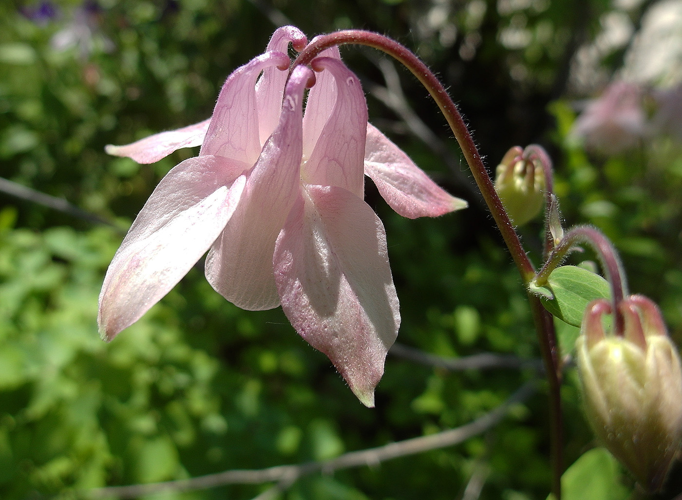 Изображение особи Aquilegia vulgaris.