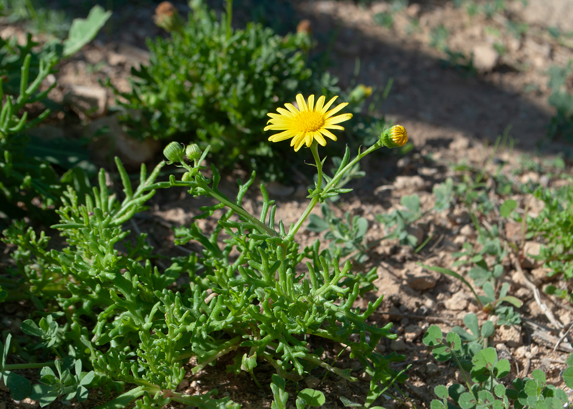 Изображение особи Senecio glaucus.