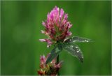 Trifolium pratense. Соцветие и листья с каплями дождя. Московская обл., Раменский р-н, окр. дер. Хрипань, садовый участок. 11.06.2024.