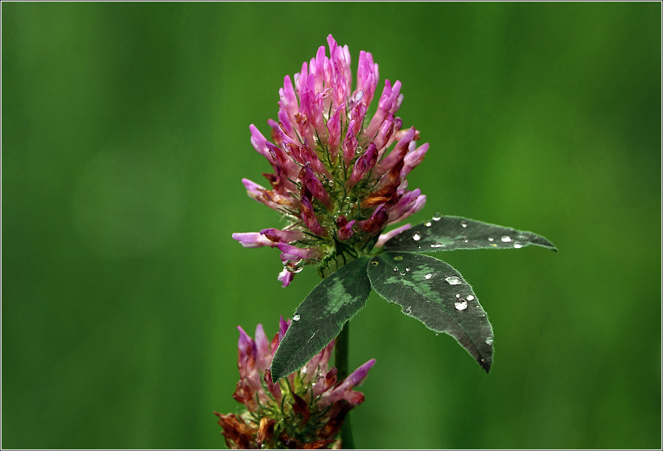 Image of Trifolium pratense specimen.