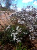 Gypsophila fastigiata