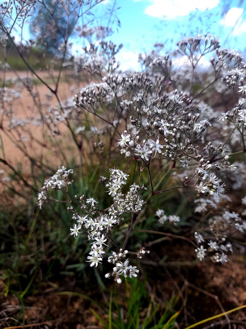 Изображение особи Gypsophila fastigiata.