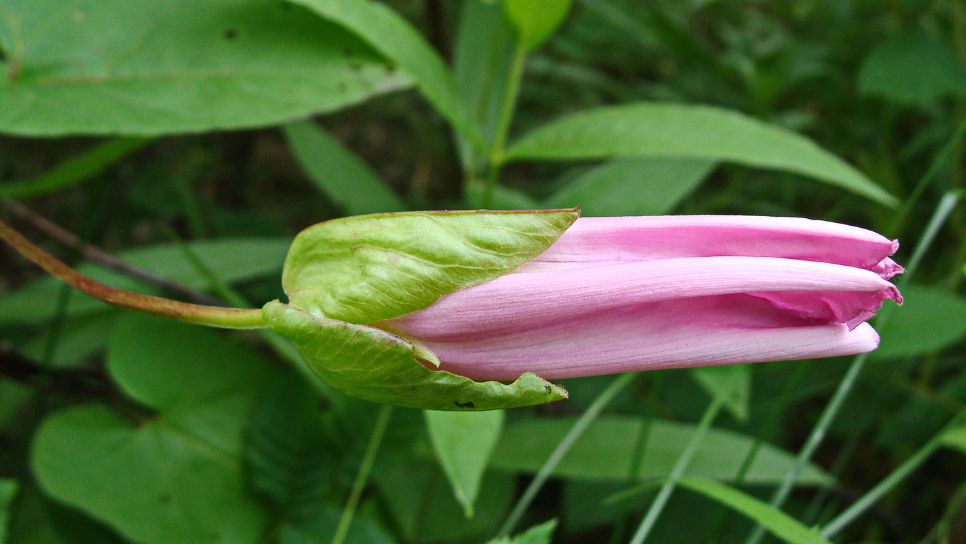 Изображение особи Calystegia inflata.