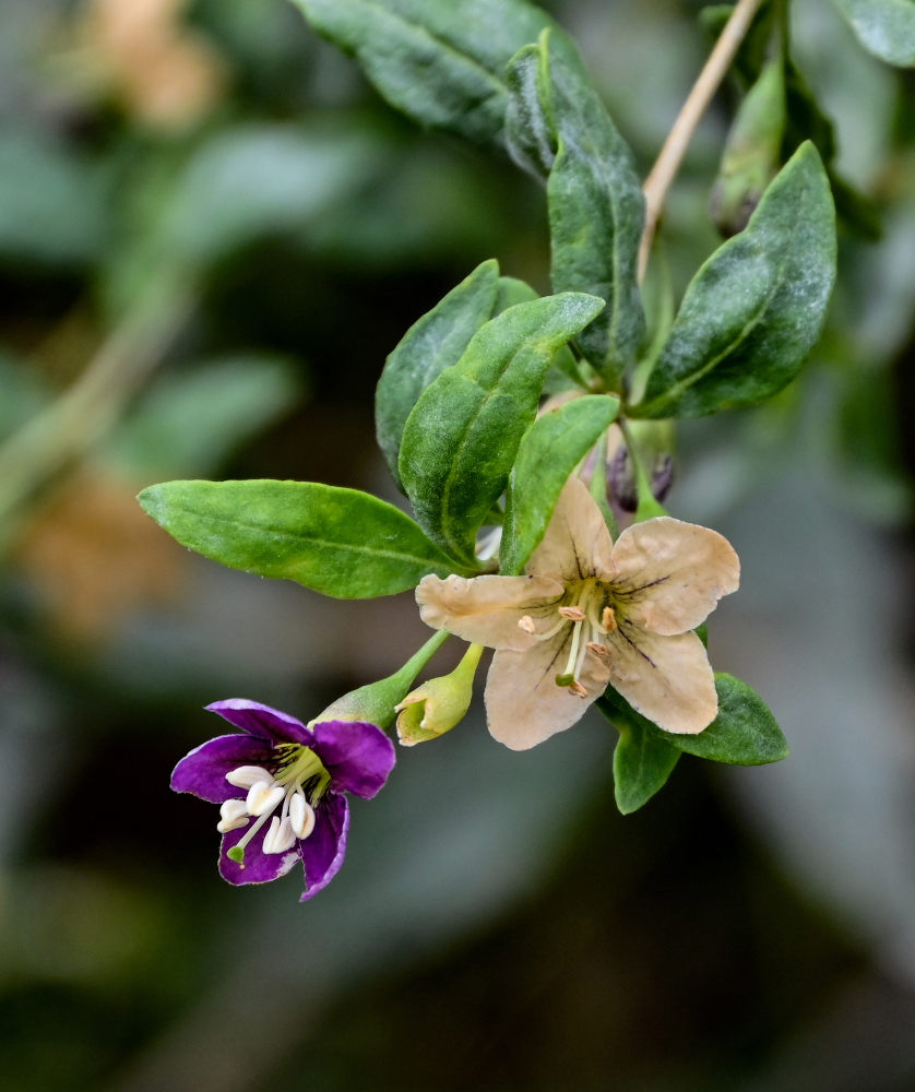 Изображение особи Lycium barbarum.