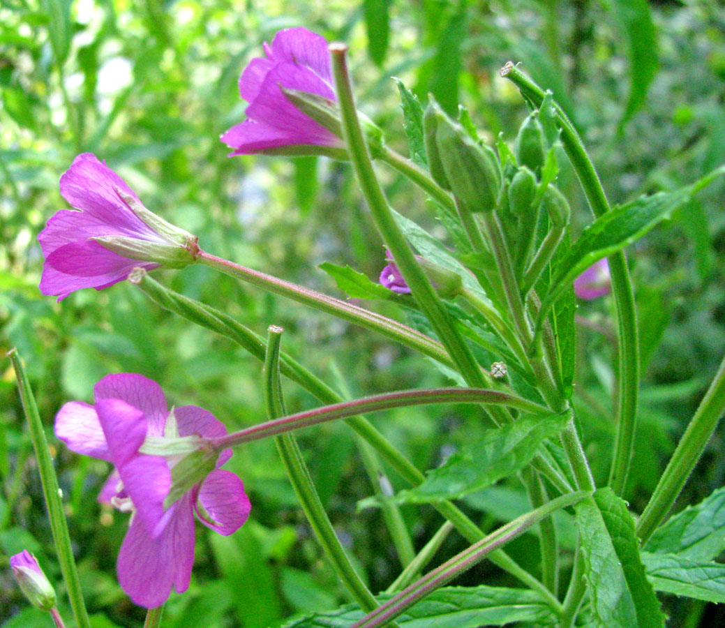 Изображение особи Epilobium hirsutum.