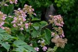 Hydrangea paniculata. Верхушка ветви с соцветиями. Курильские о-ва, о-в Итуруп, дол. р. Водопадная, луговой склон. 17.08.2023.