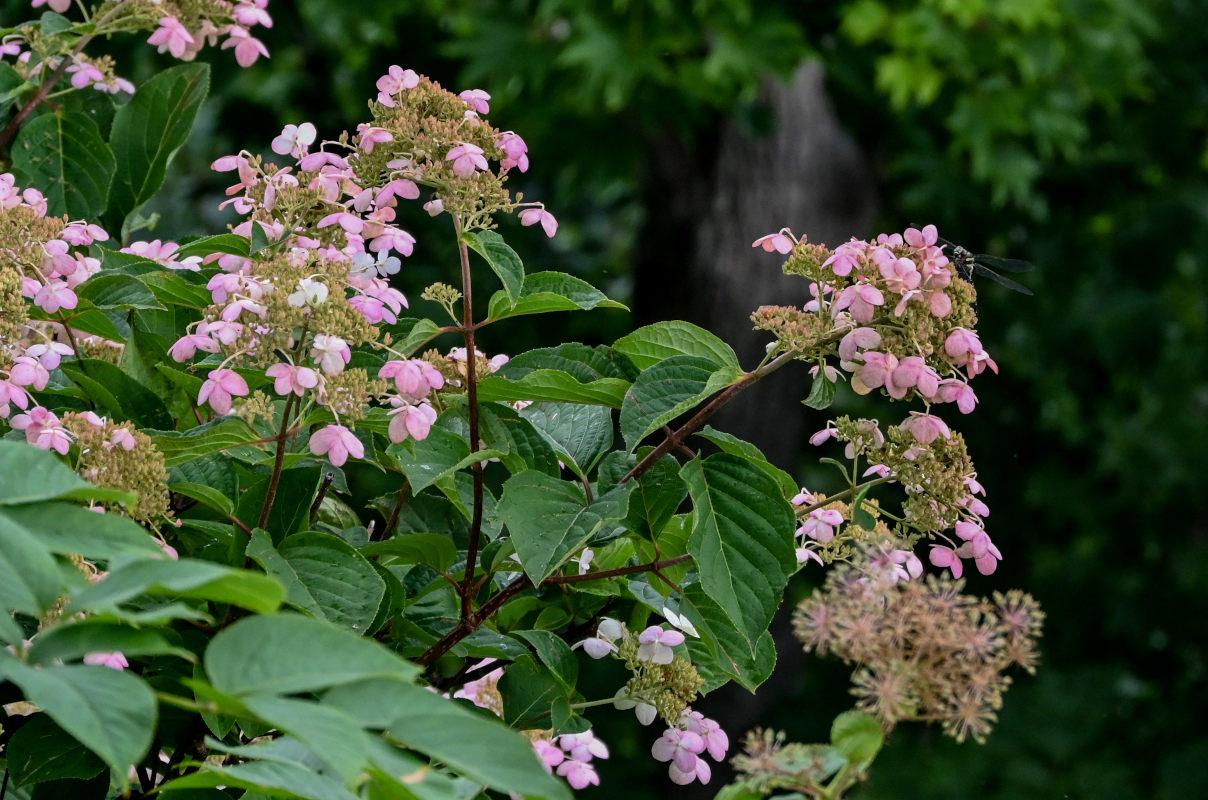 Image of Hydrangea paniculata specimen.