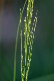 Molinia caerulea. Часть соцветия (в бутонах?). Воронежская обл., Воронежский заповедник, смешанный лес. 11.07.2024.