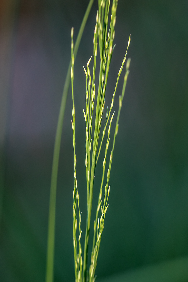 Изображение особи Molinia caerulea.