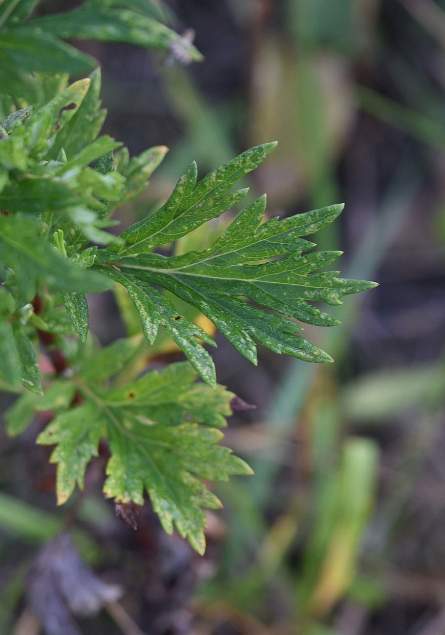 Image of Artemisia vulgaris specimen.