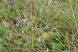 Cirsium polonicum