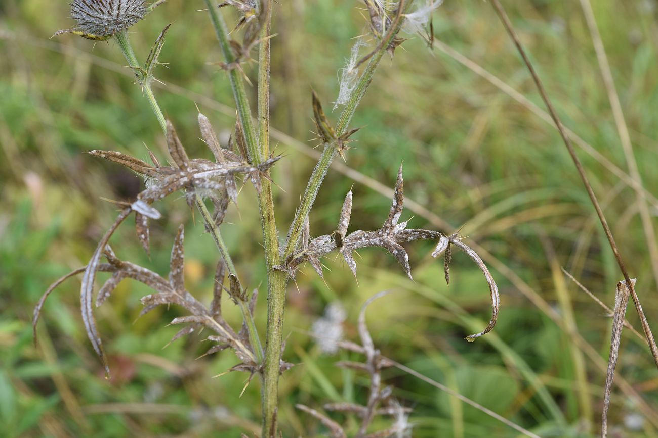 Image of Cirsium polonicum specimen.