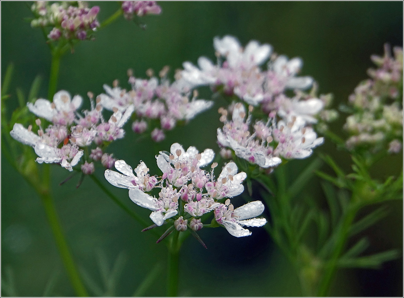 Image of Coriandrum sativum specimen.