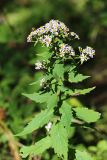 Aster ageratoides