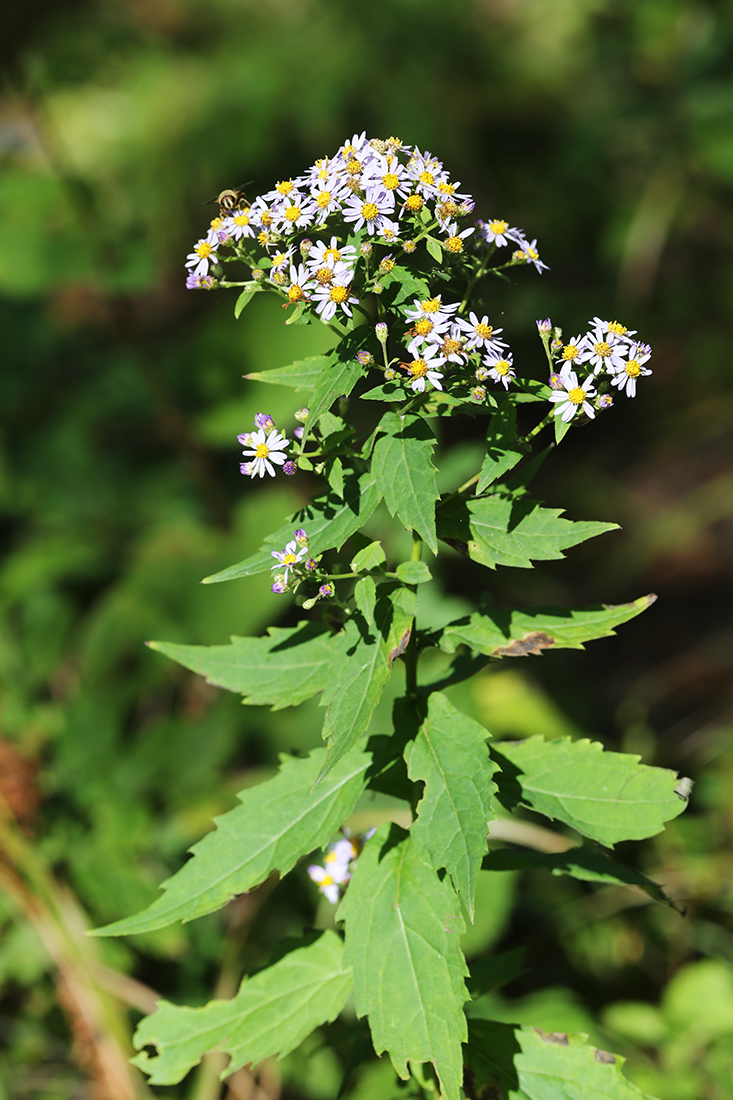 Image of Aster ageratoides specimen.