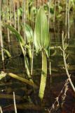 Sagittaria sagittifolia. Лист. Ленинградская обл., Лужский р-н, окр. дер. Кемка, русло р. Луга, прибрежная отмель. 13.06.2024.