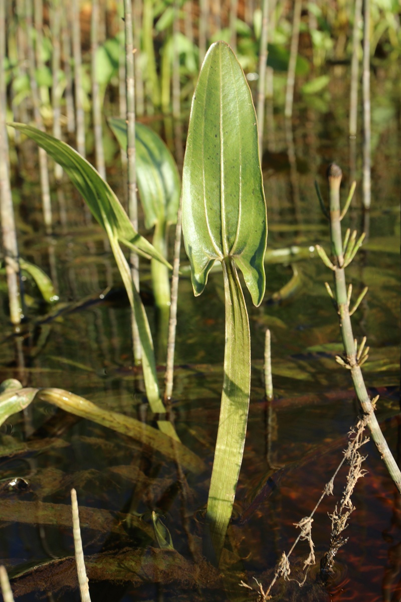 Image of Sagittaria sagittifolia specimen.