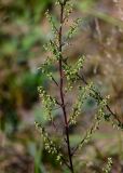 Artemisia campestris. Часть общего соцветия. Московская обл., окр. г. Железнодорожный, долина р. Чёрная, песчаный участок на берегу реки. 26.08.2024.