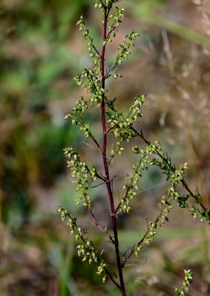 Image of Artemisia campestris specimen.