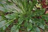 Oenothera rubricaulis. Вегетирующее растение. Московская обл., Раменский р-н, окр. дер. Хрипань, садовый участок. 15.09.2024.