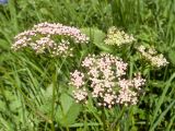 Pimpinella rhodantha