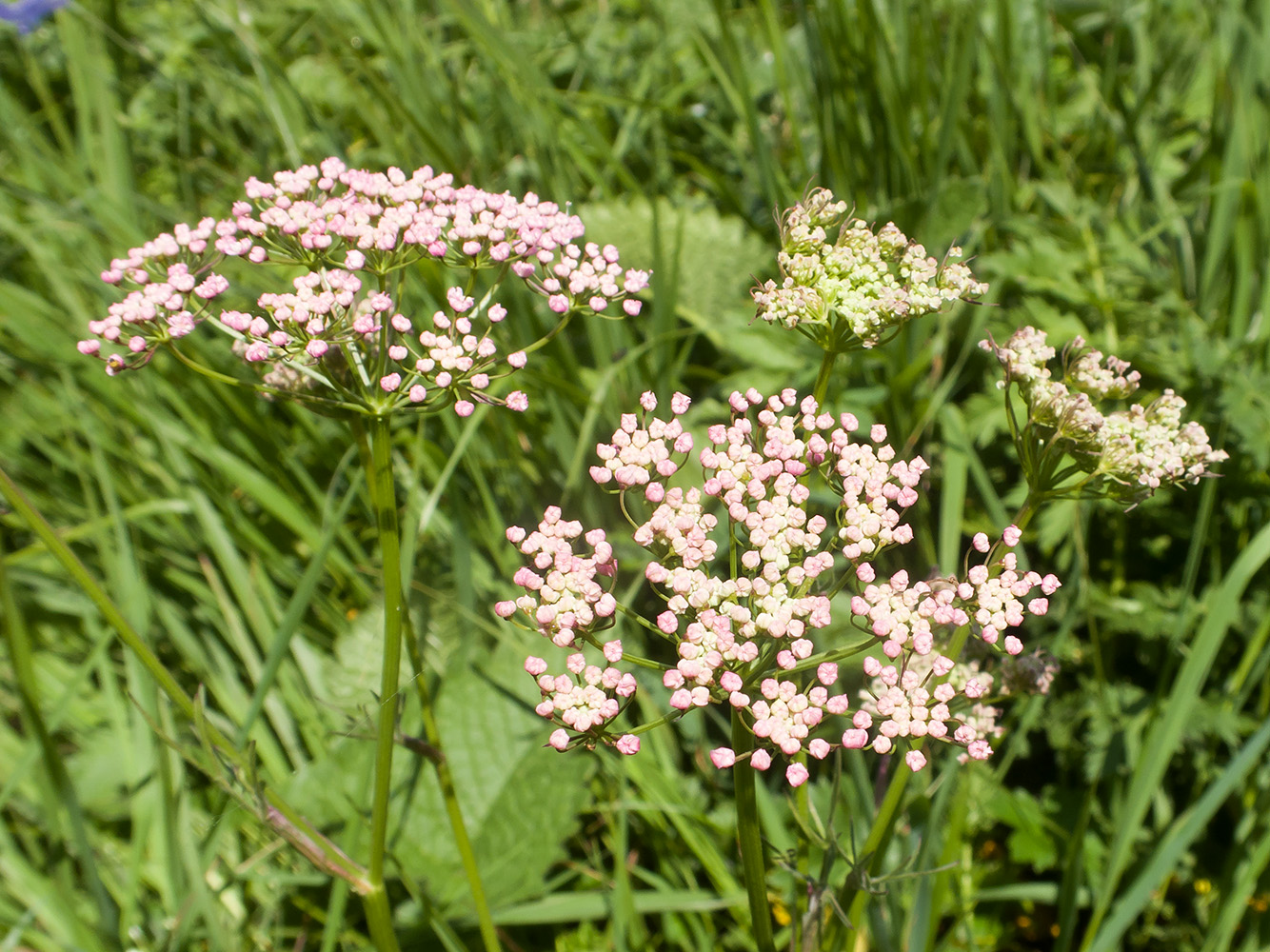 Изображение особи Pimpinella rhodantha.