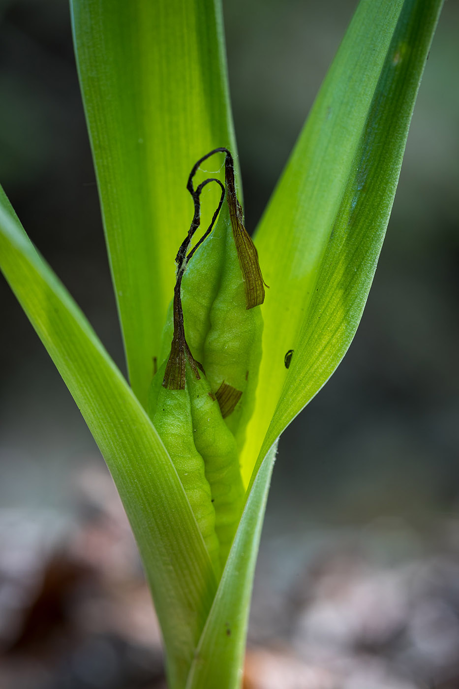 Image of Colchicum umbrosum specimen.