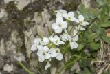 Arabis caucasica