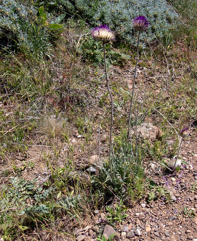 Image of Jurinea roegneri specimen.