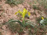 Juno tubergeniana