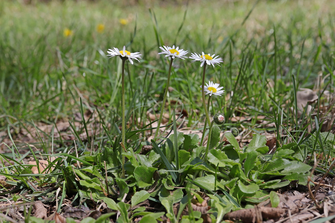 Image of Bellis perennis specimen.
